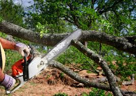 Reliable Brunswick, MD Tree Removal and Landscaping Services Solutions